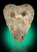 Fossil Cyclotosaurus Skull