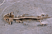 Discosauriscus