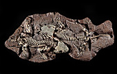 Seymouria Fossil