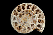 Fossil Ammonite