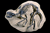 Extinct Fossil Mammal