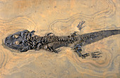 Amphibian fossil
