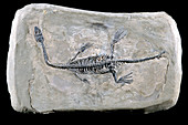 Pachypleurosaur Fossil
