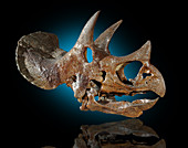 Triceratops skull