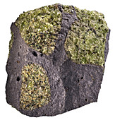 Olivine