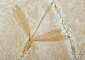 Damselfly Fossil