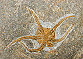 Starfish Fossil
