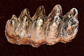 Mastodon Teeth Fossil