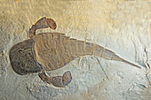 Sea Scorpion Fossil