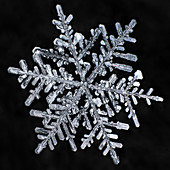Dendrite Snowflake