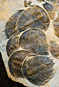 Dikelocephalina Trilobite Fossils