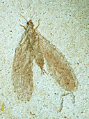 Locust Insect Fossil