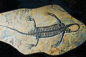 Keichousaurus Fossil