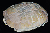 Turtle Fossil