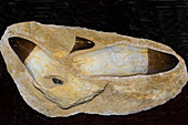 Mosasaur Teeth Fossil