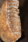 Columbian Mammoth Molar Tooth