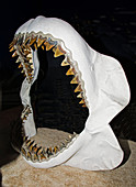 Megalodon Shark Jaws Model