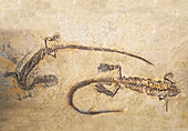 Mesosaurus Fossils