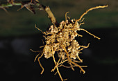 Pea Root Nodules