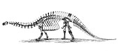 Apatosaurus excelsus,AKA Brontosaurus