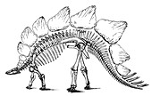 Stegosaurus