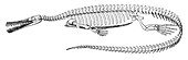 Mesosaurus brasiliensis,Extinct Reptile