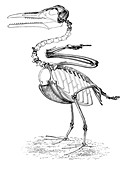 Hesperornis,Cretaceous Flightless Bird