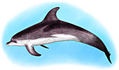 Atlantic Spotted Dolphin