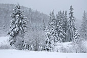 Snow Covered Spruce Trees