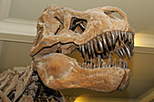 Tyrannosaurus rex Head