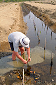 Mangrove Restoration