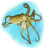 California Two-Spot Octopus