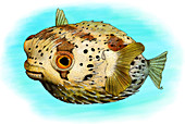 Long-Spine Porcupine Fish