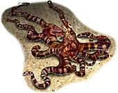 Mimic Octopus