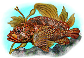 Rainbow Scorpionfish