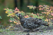 Spruce Grouse