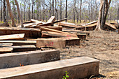 Illegal Hardwood Logging