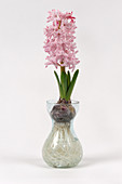 Forcing Hyacinth Bulb