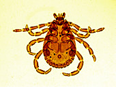 Brown Dog Tick