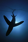 Thresher Shark Caught In Gill Net