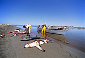 Gill Net Fishermen Clean Sharks