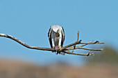 White-tailed Kite eats vole