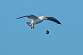 Glaucous-winged Gull breaks clam