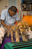Dog in Therapy at Animal Hospital