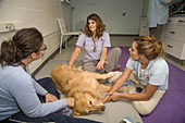 Veterinarians Evaluates Dog