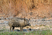 Wild Boar in Mud Wallow