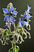 Borage or starflower flower