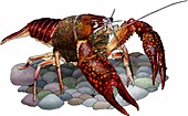 Louisiana crawfish