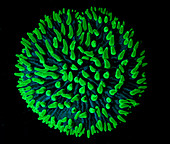 Fluorescent Coral