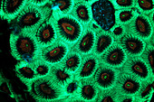Fluorescent Coral in UV light